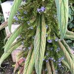 Echium strictum Листок