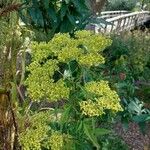 Patrinia scabiosifolia Květ