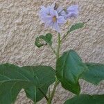 Solanum carolinenseFlower