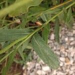 Oenothera gaura Leaf