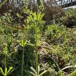 Galium tricornutum Hábitos