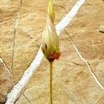 Dryas octopetala Flower