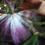 Calliandra brevipes പുഷ്പം