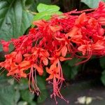 Clerodendrum paniculatum Flor