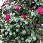 Camellia japonica Συνήθη χαρακτηριστικά