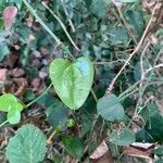 Smilax rotundifolia Leaf