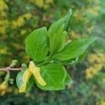 Forsythia suspensa Leaf