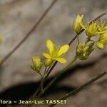 Biscutella brevicaulis 花