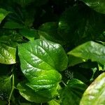 Piper sarmentosum Leaf