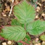 Rubus idaeus Leaf