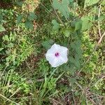 Ipomoea pandurata Flors