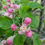 Malus sylvestris 花