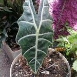 Alocasia longiloba Лист