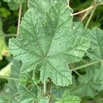Malva multiflora Hoja