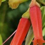 Macleania insignis