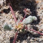 Nemacaulis denudata Hábito