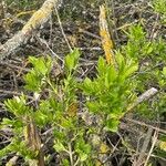 Salix breviserrata Likasa