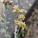 Pseudognaphalium luteoalbum Flower