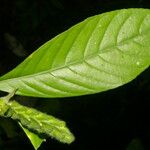Justicia refractifolia Hoja