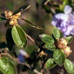 Rhododendron hippophaeoides Hoja