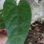 Cissus repens Leaf