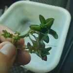 Ludwigia palustris برگ