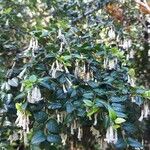 Rhaphithamnus spinosus Hoja