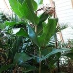 Hedychium gardnerianum Habit