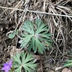 Geranium columbinum Liść