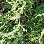 Eryngium amethystinum Blad