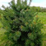 Pinus koraiensis 形態