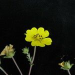 Potentilla argyrophylla ᱛᱟᱦᱮᱸ