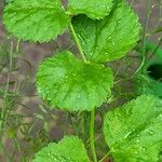 Pimpinella peregrina Лист