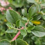 Escallonia rubra Leaf