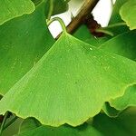 Ginkgo biloba Leaf