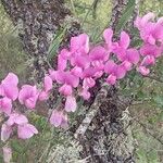 Lathyrus latifoliusFlower