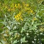 Senecio hercynicus Fleur