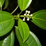 Miconia cooperi Leaf