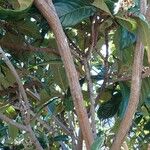 Eriobotrya japonica Ekosanga