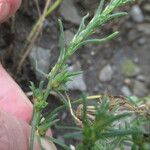 Salsola tragusMuu