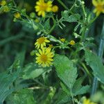 Jacobaea aquatica Hoja