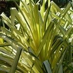 Pandanus tectorius Lapas