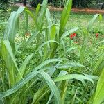 Sorghum halepense Folha