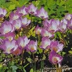 Colchicum speciosum Habit