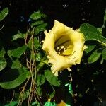 Solandra grandiflora Blüte