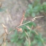 Ludwigia alternifolia Fruit