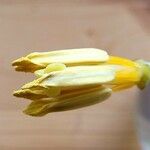 Tulipa spp. Altro