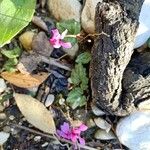 Cyclamen repandumCvet