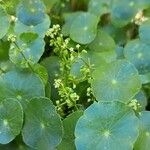 Hydrocotyle verticillataЦветок