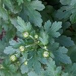 Chrysanthemum x grandiflorum Leaf